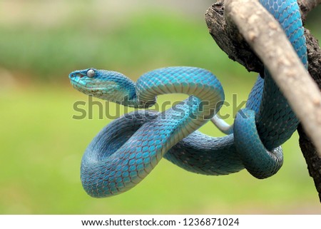 Blue viper snake on branch, viper snake closeup