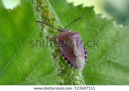 Bedbug on birch. (Carpocoris pudicus)