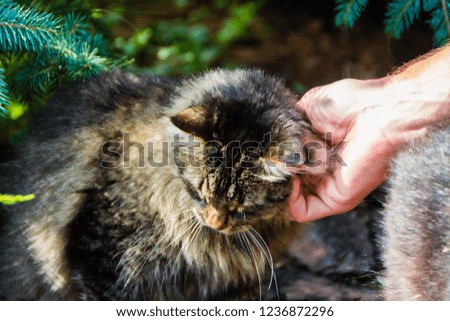 Cute, funny, beautiful gray fluffy home cat walking, relaxing, hunting in the courtyard on the green grass background. The cat likes to be stroked, caressed, basked