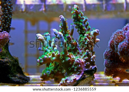 Green Acropora SPS coral