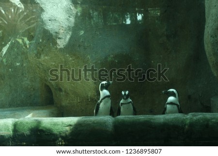 Three jackass penguins in a cage at a zoo are sunbathing.