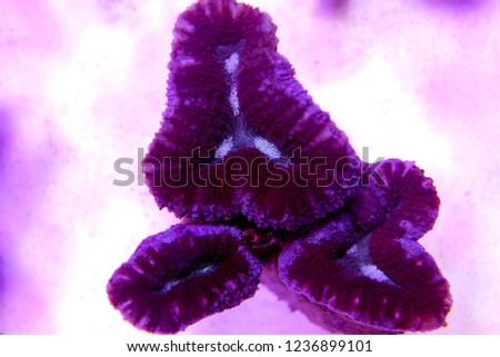 Lobophyllia open brain LPS coral in reef aquarium tank