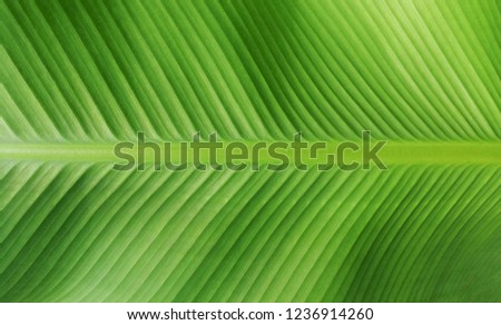 Green leaf texture background of tropical banana leaf surface with sunlight and high resolution details pattern for background, wallpaper and web template design, eco friendly background concept