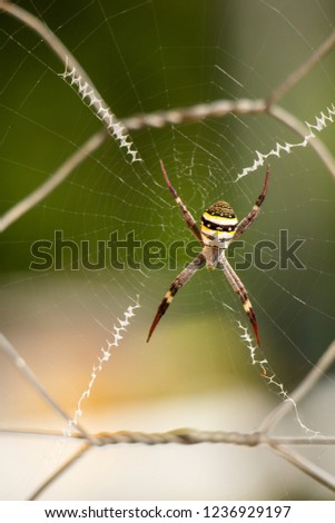 Saint Andrew's Cross spider in web with wire fence in the background