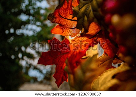Beautiful Leaf Picture