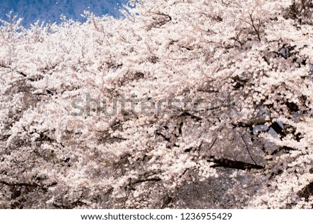 Cherry blossoms are proud. Many petals. Bloom in bloom. Image of Japan.