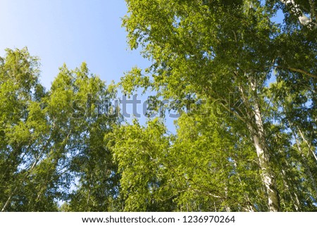 birch forest view from below into the sky