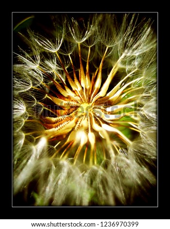 Taraxacum officinale blow up flower macro in black background with canvas