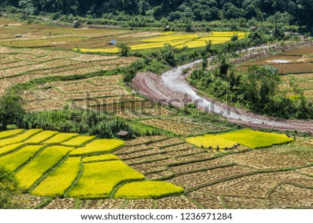 Golden Rice Field, a beautiful natural beauty on mountain in Nan Khun Nan  Rice Terraces,Nan Province, Thailand