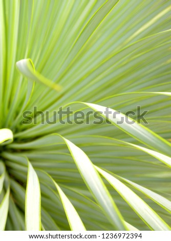 Soft and narrow leaf of Agave succulent plant, Agave Yucca Linearis, freshness leaves with thorn of Linear-Leaf Yucca