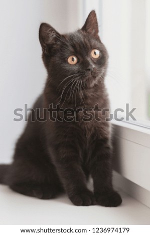 purebred british kitten