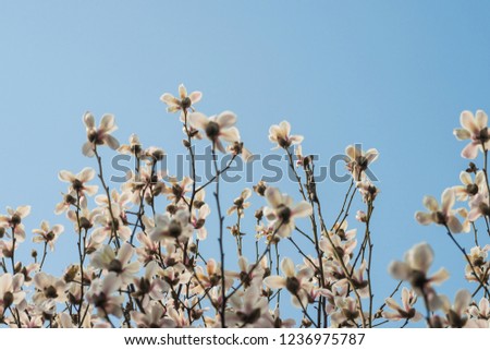 Blooming Magnolia image