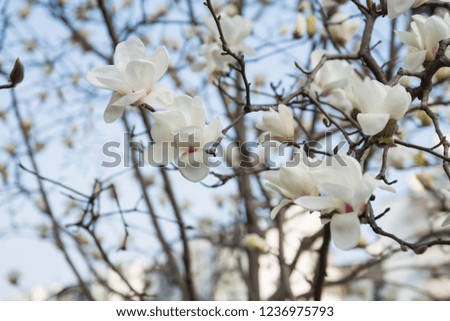 Blooming Magnolia image
