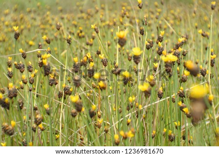 Blurred image yellow grass field and blur background.Xyris indica