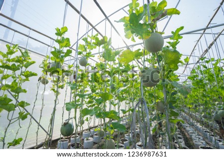 young melons or green melons plants growing in greenhouse supported by string melon nets. in Thailand.