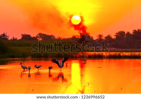 Birds in a field at sunset.