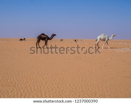 The desert of Saudi Arabia January 2014