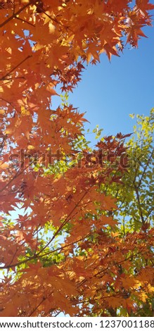 autumn, maple, beautiful, 