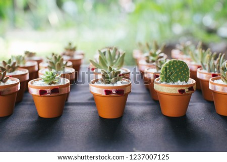 Wedding favor succulent plants gifts on a table, selective focus on foreground.  Royalty-Free Stock Photo #1237007125
