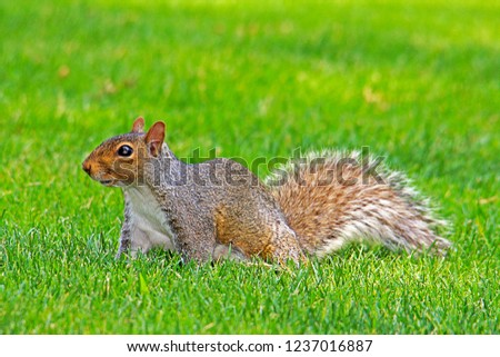 An Eastern Gray Squirrel (Sciurus Carolinensis) Foraging for Food