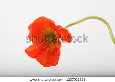 Beautiful and cute picture of poppies