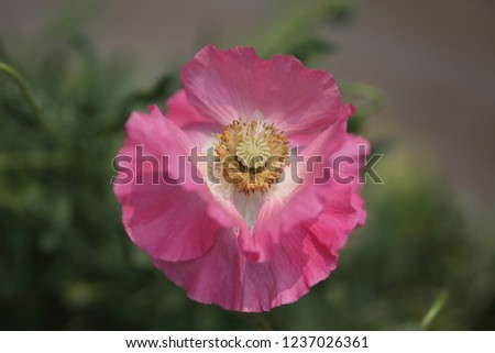 Beautiful and cute picture of poppy blooming in the wild