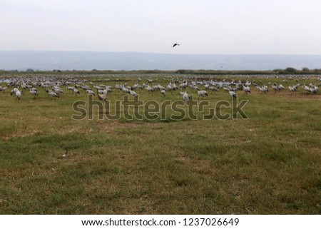 migratory birds in the Hula bird sanctuary 