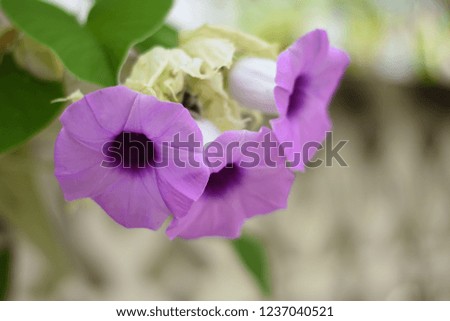 Purple Ruellia tuberosa flower blooming, Ruellia Tuberosa flower in the garden.