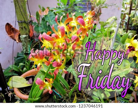 Concept of beautiful orchid flower in the garden with word HAPPY FRIDAY