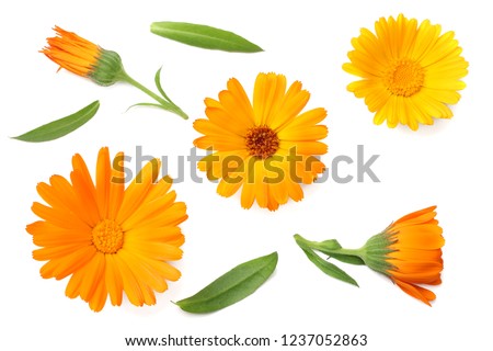 marigold flowers with green leaf isolated on white background. calendula flower. top view Royalty-Free Stock Photo #1237052863