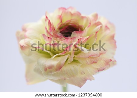 Beautiful and Elegant Ranunculus Pictures