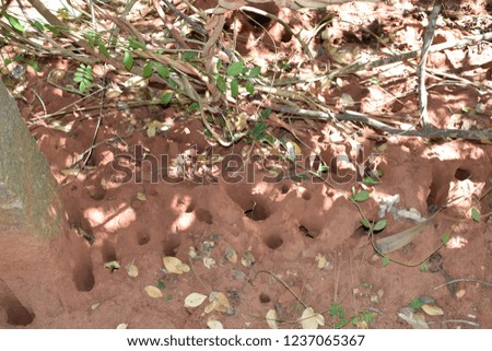 ant hill holes 