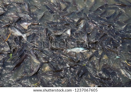 Thai Iridescent sharks eating food in river Thailand. Scientific name "Pangasianodon hypophthalmus"