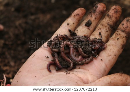 Vermicompost Worms closeup Royalty-Free Stock Photo #1237072210