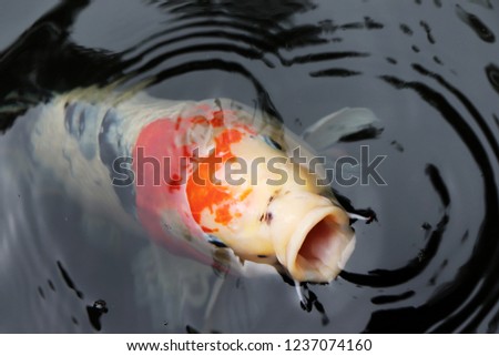 Koi fish fancy in the pond