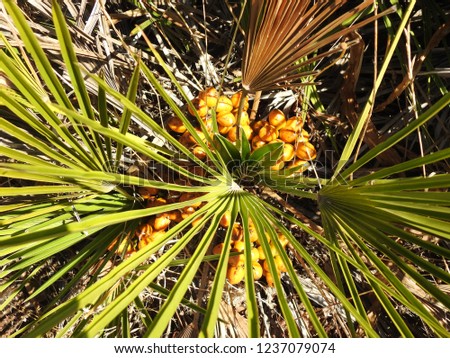 closeup of fruit Chamaerops humilis, Mediterranean dwarf palm ,in Morocco