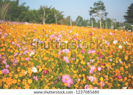 Cosmos flower fields are blooming, Cosmos flower field on mountain.