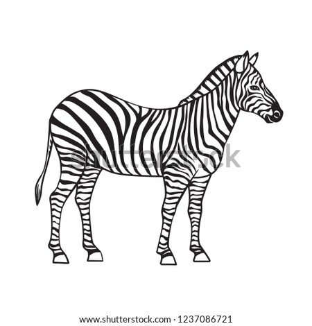 Zebra vector, isolated black icon. Monohrome black animal illustration for design zoo.