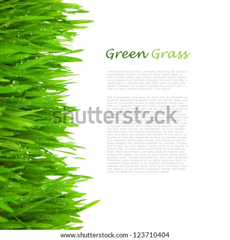 Fresh Green  Grass with Drops Dew / isolated on white with copy space Royalty-Free Stock Photo #123710404