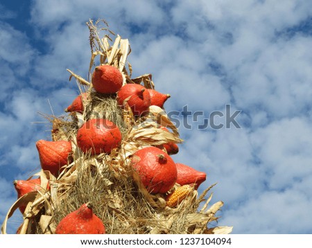 Thanksgiving day concept. Corn sheaf decorated with orange pumpkins against the blue sky and white clouds 