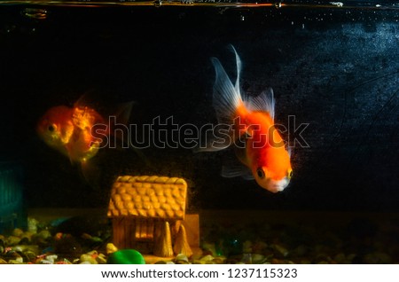 Goldfish in the aquarium