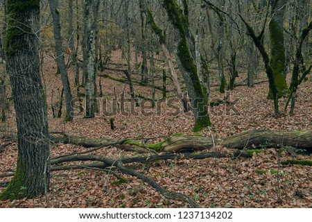fallen trees in the forest in autumn