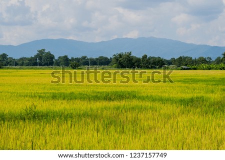 Wheat farm on mountains background