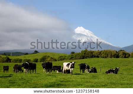 Cows grazing in the green field with Mt Taranaki in the distance Royalty-Free Stock Photo #1237158148