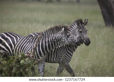 pictures of wild animals in the African jungle