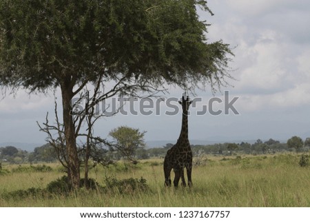 pictures of wild animals in the African jungle
