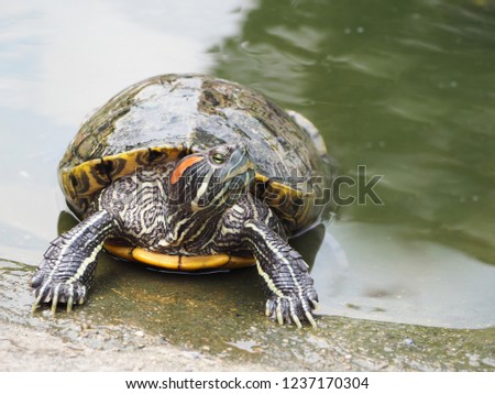 focus the turtle walking on brick near water background.