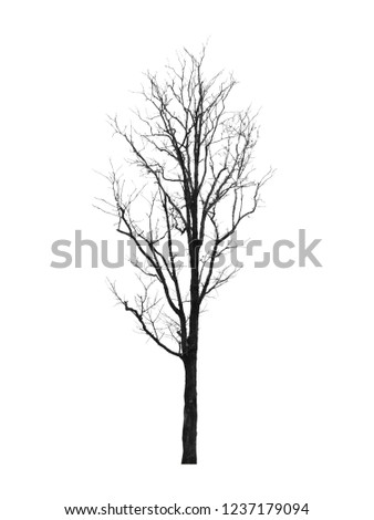 tree isolated on white background Royalty-Free Stock Photo #1237179094