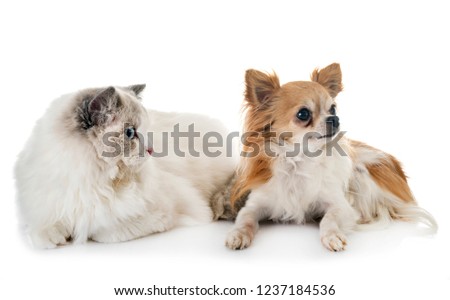 ragdoll cat and chihuahua in front of white background
