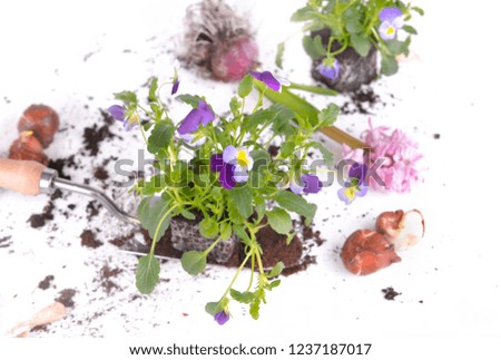viola plant on a shovel with flower bulbs and hyacinth on white background